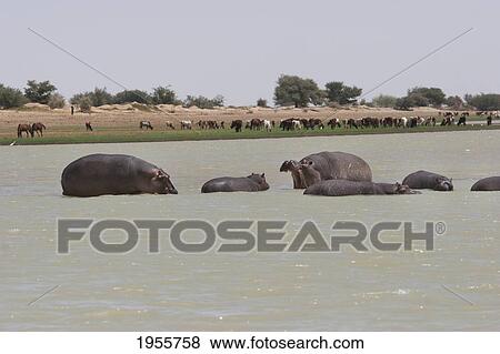 Hippopotamuses (Hippopotamus Amphibius) In The Niger River Between Sebi And Niafunke, Mali View Large Photo Image Stock Photo - Hippopotamuses (Hippopotamus Amphibius) In The Niger River Between Sebi And Niafunke, Mali. Fotosearch