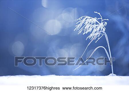 Hoarfrost covered grass above the Potato River in Hubbard County; Minnesota, United States of America View Large Photo Image Stock Photograph - Hoarfrost covered grass above the Potato River in Hubbard County; Minnesota, United States of America. Fotosearch