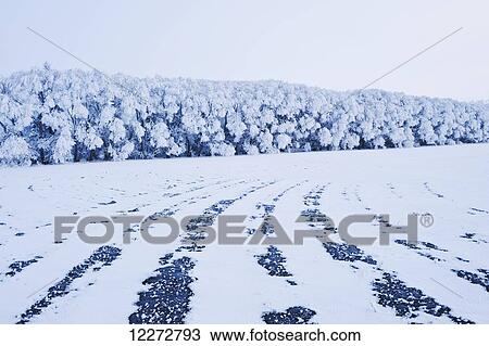 Stock Image - Hoarfrost on trees in farmland shelterbelt near Cooks Creek; Manitoba, Canada. Fotosearch