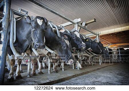 Picture - Holstein cows lined up in milking stall; Lancaster, Pennsylvania, United States of America. Fotosearch