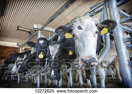 Holstein cows lined up in milking stall; Lancaster, Pennsylvania, United States of America View Large Photo Image Stock Photography - Holstein cows lined up in milking stall; Lancaster, Pennsylvania, United States of America. Fotosearch