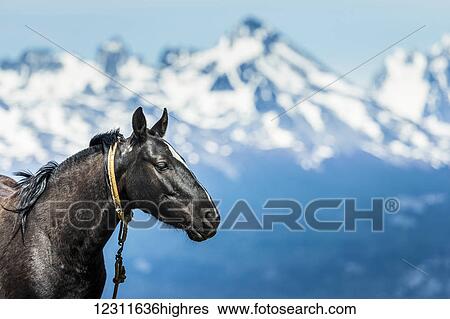 Horse and Andes mountains in the distance; Ushuaia, Tierra del Fuego, Argentina View Large Photo Image Stock Photograph - Horse and Andes mountains in the distance; Ushuaia, Tierra del Fuego, Argentina. Fotosearch