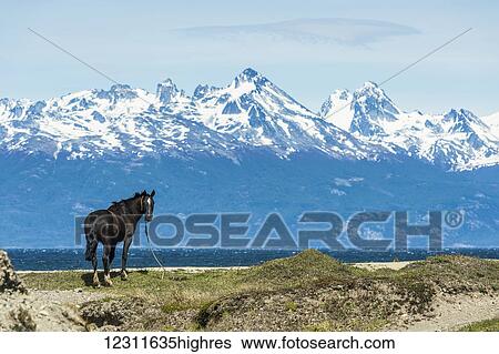 Horse on the shore and Andes mountains in the distance; Ushuaia, Tierra del Fuego, Argentina View Large Photo Image Stock Photograph - Horse on the shore and Andes mountains in the distance; Ushuaia, Tierra del Fuego, Argentina. Fotosearch