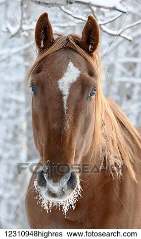 Horse with frost around it's mouth; Cremona, Alberta, Canada View Large Photo Image Stock Photograph - Horse with frost around it's mouth; Cremona, Alberta, Canada. Fotosearch