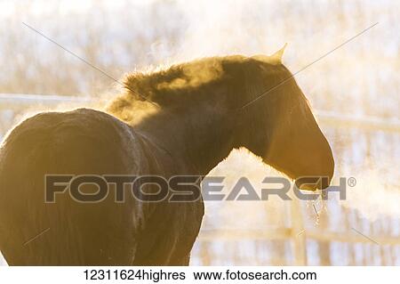 Stock Photograph - Horse with golden sunlight and breath in the cold air; Turner Valley, Alberta, Canada. Fotosearch