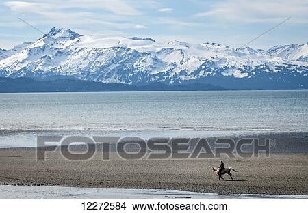 Picture - Horseback rider enjoys a ride on the beach of Homer Spit during a low tide, Kenai Peninsula, Southcentral Alaska, autumn. Fotosearch