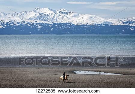 Horseback rider enjoys a ride on the beach of Homer Spit during a low tide, Kenai Peninsula, Southcentral Alaska, autumn View Large Photo Image Stock Photography - Horseback rider enjoys a ride on the beach of Homer Spit during a low tide, Kenai Peninsula, Southcentral Alaska, autumn. Fotosearch