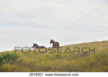 Horses At La Perouse, Rapa Nui (Easter Island), Chile View Large Photo Image Stock Image - Horses At La Perouse, Rapa Nui (Easter Island), Chile. Fotosearch