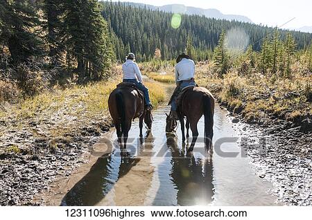 Horses drinking from a stream during a horseback ride, Clearwater County; Alberta, Canada View Large Photo Image Stock Photograph - Horses drinking from a stream during a horseback ride, Clearwater County; Alberta, Canada. Fotosearch