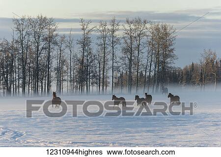 Horses running across a snow covered field in fog at sunrise; Cremona, Alberta, Canada View Large Photo Image Stock Photograph - Horses running across a snow covered field in fog at sunrise; Cremona, Alberta, Canada. Fotosearch