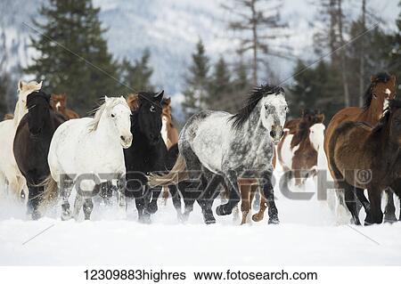 Stock Photograph - Horses running in the snow on a ranch in winter; Montana, United States of America. Fotosearch