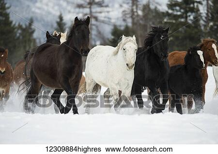 Horses running in the snow on a ranch in winter; Montana, United States of America View Large Photo Image Stock Photograph - Horses running in the snow on a ranch in winter; Montana, United States of America. Fotosearch