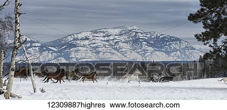 Stock Photograph - Horses running in the snow on a ranch in winter; Montana, United States of America. Fotosearch