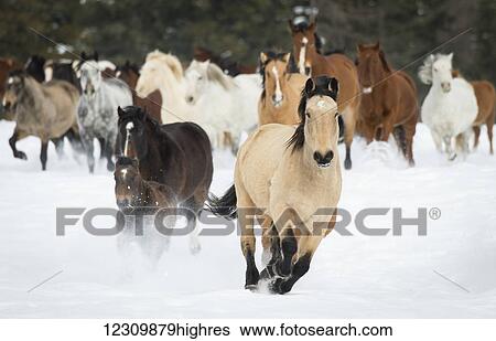 Stock Photograph - Horses running on a ranch in winter; Montana, United States of America. Fotosearch