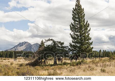 Stock Photograph - Horses standing underneath two pine trees, one broken, Ya-Ha-Tinda Ranch; Clearwater County, Alberta, Canada. Fotosearch