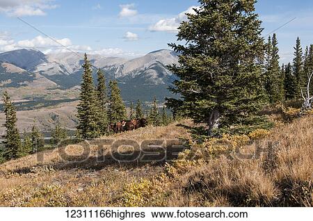 Horses with saddles on a mountainside, Ya-Ha-Tinda Ranch; Clearwater County, Alberta, Canada View Large Photo Image Stock Photograph - Horses with saddles on a mountainside, Ya-Ha-Tinda Ranch; Clearwater County, Alberta, Canada. Fotosearch