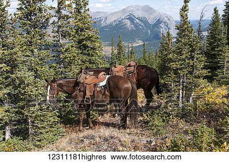 Horses with saddles tied to trees with a view of the Rocky mountains, Ya-Ha-Tinda Ranch; Clearwater County, Alberta, Canada View Large Photo Image Stock Photograph - Horses with saddles tied to trees with a view of the Rocky mountains, Ya-Ha-Tinda Ranch; Clearwater County, Alberta, Canada. Fotosearch