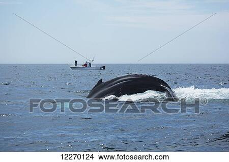 Picture - Humpback whale (Megaptera novaeangliae) breaching and a fishing boat in the distance; Massachusetts, United States of America. Fotosearch