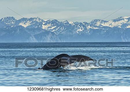 Humpback whale (Megaptera novaeangliae) in Seward harbour; Seward, Alaska, United States of America View Large Photo Image Stock Photograph - Humpback whale (Megaptera novaeangliae) in Seward harbour; Seward, Alaska, United States of America. Fotosearch