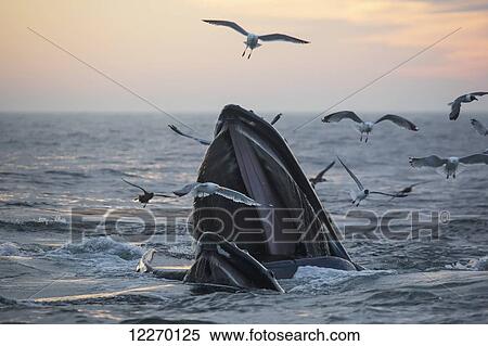 Humpback whale (Megaptera novaeangliae) and a flock of birds on the surface of the water at sunset; Massachusetts, United States of America View Large Photo Image Stock Photography - Humpback whale (Megaptera novaeangliae) and a flock of birds on the surface of the water at sunset; Massachusetts, United States of America. Fotosearch