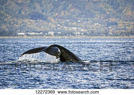 Stock Photo - Humpback whale off Yukon Island, Kachemak Bay, Southcentral Alaska, Autumn. Fotosearch