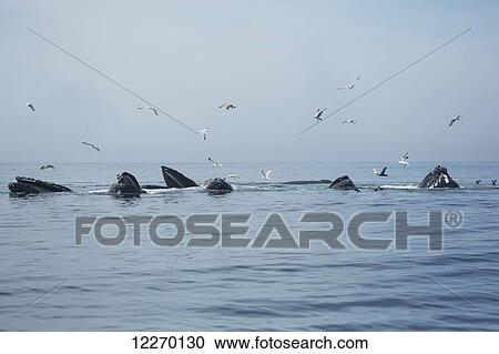 Stock Image - Humpback whales (Megaptera novaeangliae) and a flock of birds on the surface of the water; Massachusetts, United States of America. Fotosearch