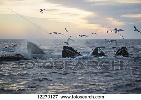 Humpback whales (Megaptera novaeangliae) and a flock of birds on the surface of the water at sunset; Massachusetts, United States of America View Large Photo Image Stock Photo - Humpback whales (Megaptera novaeangliae) and a flock of birds on the surface of the water at sunset; Massachusetts, United States of America. Fotosearch