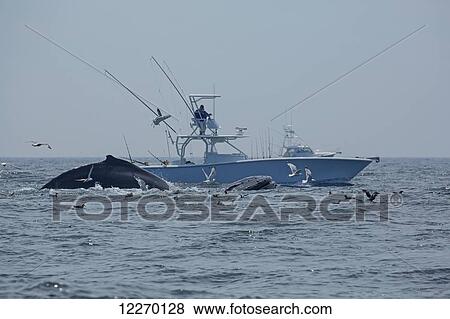 Stock Photo - Humpback whales (Megaptera novaeangliae) breaching by a fishing boat; Massachusetts, United States of America. Fotosearch