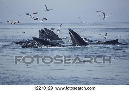 Stock Photo - Humpback whales (Megaptera novaeangliae) and a flock of birds on the surface of the water; Massachusetts, United States of America. Fotosearch