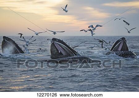 Stock Photograph - Humpback whales (Megaptera novaeangliae) and a flock of birds on the surface of the water at sunset; Massachusetts, United States of America. Fotosearch