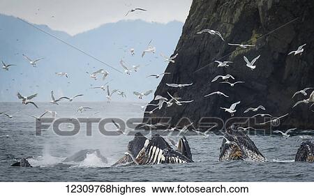 Stock Photograph - Humpback whales (Megaptera novaeangliae) bubble feeding in the Seward harbour; Seward, Alaska, United States of America. Fotosearch