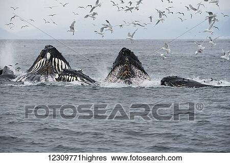 Stock Photograph - Humpback whales (Megaptera novaeangliae) bubble feeding in the Seward harbour; Seward, Alaska, United States of America. Fotosearch