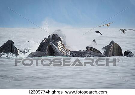 Stock Photograph - Humpback whales (Megaptera novaeangliae) bubble feeding in the Seward harbour; Seward, Alaska, United States of America. Fotosearch