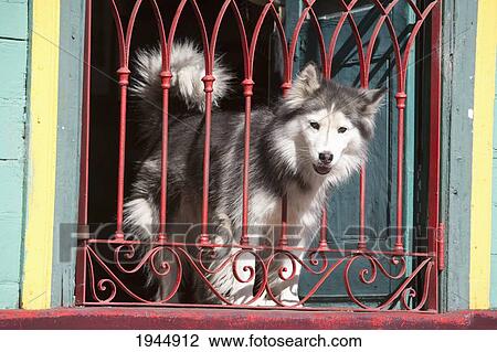 Husky In A Window Of The Museo-Conventillo Marjan Grum Cultural Centre In Barrio La Boca, Buenos Aires, Capital Federal, Argentina View Large Photo Image Stock Image - Husky In A Window Of The Museo-Conventillo Marjan Grum Cultural Centre In Barrio La Boca, Buenos Aires, Capital Federal, Argentina. Fotosearch