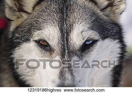 Stock Photograph - Husky sled dog with different coloured eyes, the Laurentians; Quebec, Canada. Fotosearch
