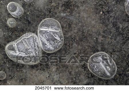 Stock Image - Ice Bubbles On Pond, Alberta Canada.. Fotosearch