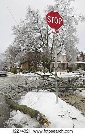 Ice storm damage in Leaside neighborhood; Toronto, Ontario, Canada View Large Photo Image Stock Image - Ice storm damage in Leaside neighborhood; Toronto, Ontario, Canada. Fotosearch