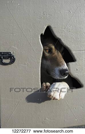 Stock Photo - Iditarod dogs wait in their truck box for the start of the 2011 Iditarod in downtown Anchorage, Alaska. Fotosearch