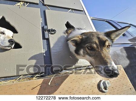 Stock Photo - Iditarod dogs wait in their truck box for the start of the 2011 Iditarod in downtown Anchorage, Alaska. Fotosearch