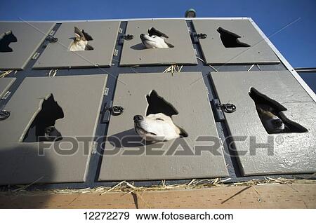 Stock Photo - Iditarod dogs wait in their truck box for the start of the 2011 Iditarod in downtown Anchorage, Alaska. Fotosearch