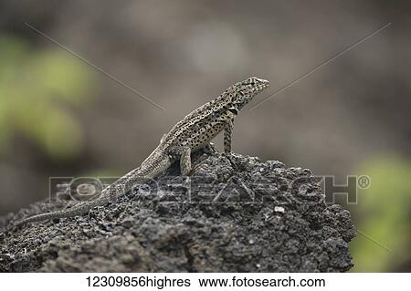 Iguana on a rock; Galapagos Islands, Ecuador View Large Photo Image Stock Photograph - Iguana on a rock; Galapagos Islands, Ecuador. Fotosearch