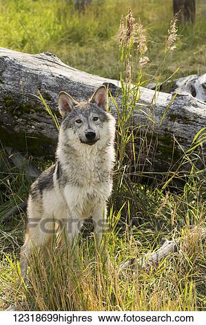 Stock Photograph - Immature female wolf (canis lupus), captive at the Alaska Wildlife Conservation Center; Portage, Alaska, United States of America. Fotosearch