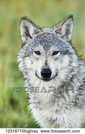 Stock Photograph - Immature female wolf (canis lupus), captive at the Alaska Wildlife Conservation Center, South-central Alaska; Portage, Alaska, United States of America. Fotosearch
