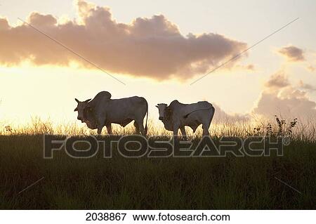 Indo-Brazilian Cattle (Bos Indicus) In Rural Chiquitania At Sunset, Santa Cruz Department, Bolivia View Large Photo Image Stock Photo - Indo-Brazilian Cattle (Bos Indicus) In Rural Chiquitania At Sunset, Santa Cruz Department, Bolivia. Fotosearch