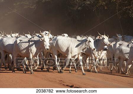 Stock Image - Indo-Brazilian Cattle (Bos Indicus) Herd In Rural Chiquitania, Santa Cruz Department, Bolivia. Fotosearch