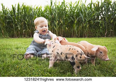 Stock Photograph - Infant boy playing with young pigs on a farm in Northeast Iowa; Iowa, United States of America. Fotosearch