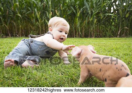Infant boy playing with young pigs on a farm in Northeast Iowa; Iowa, United States of America View Large Photo Image Stock Photograph - Infant boy playing with young pigs on a farm in Northeast Iowa; Iowa, United States of America. Fotosearch