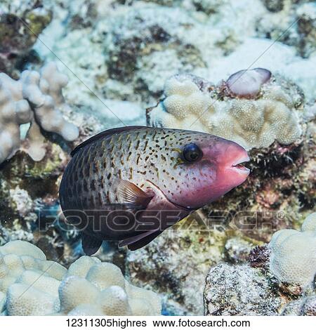 Stock Photograph - Initial phase Bullethead Parrotfish (Chlorurus sordidus) photographed while scuba diving the Kona coast; Kona, Island of Hawaii, Hawaii, United States of America. Fotosearch