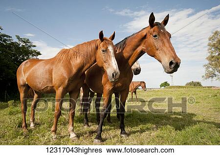 Stock Photograph - Inquisitive horses in a pasture; Argentina. Fotosearch
