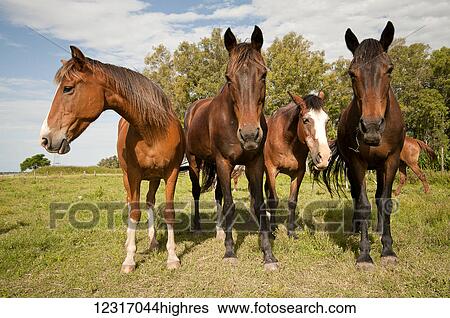 Stock Photograph - Inquisitive horses in a pasture. Fotosearch